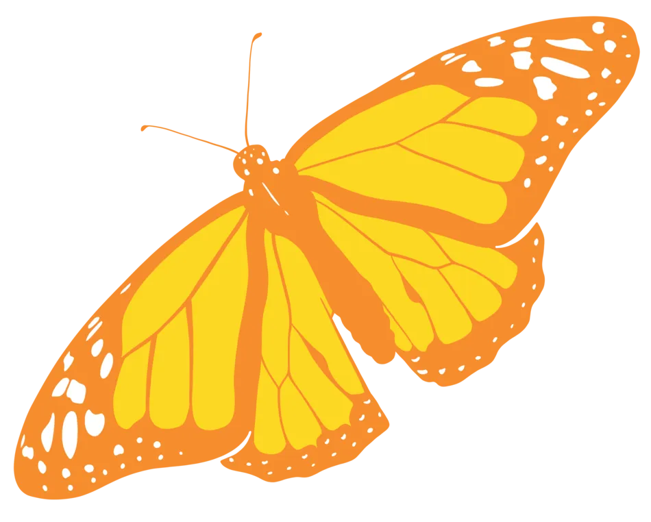 Butterfly orange
