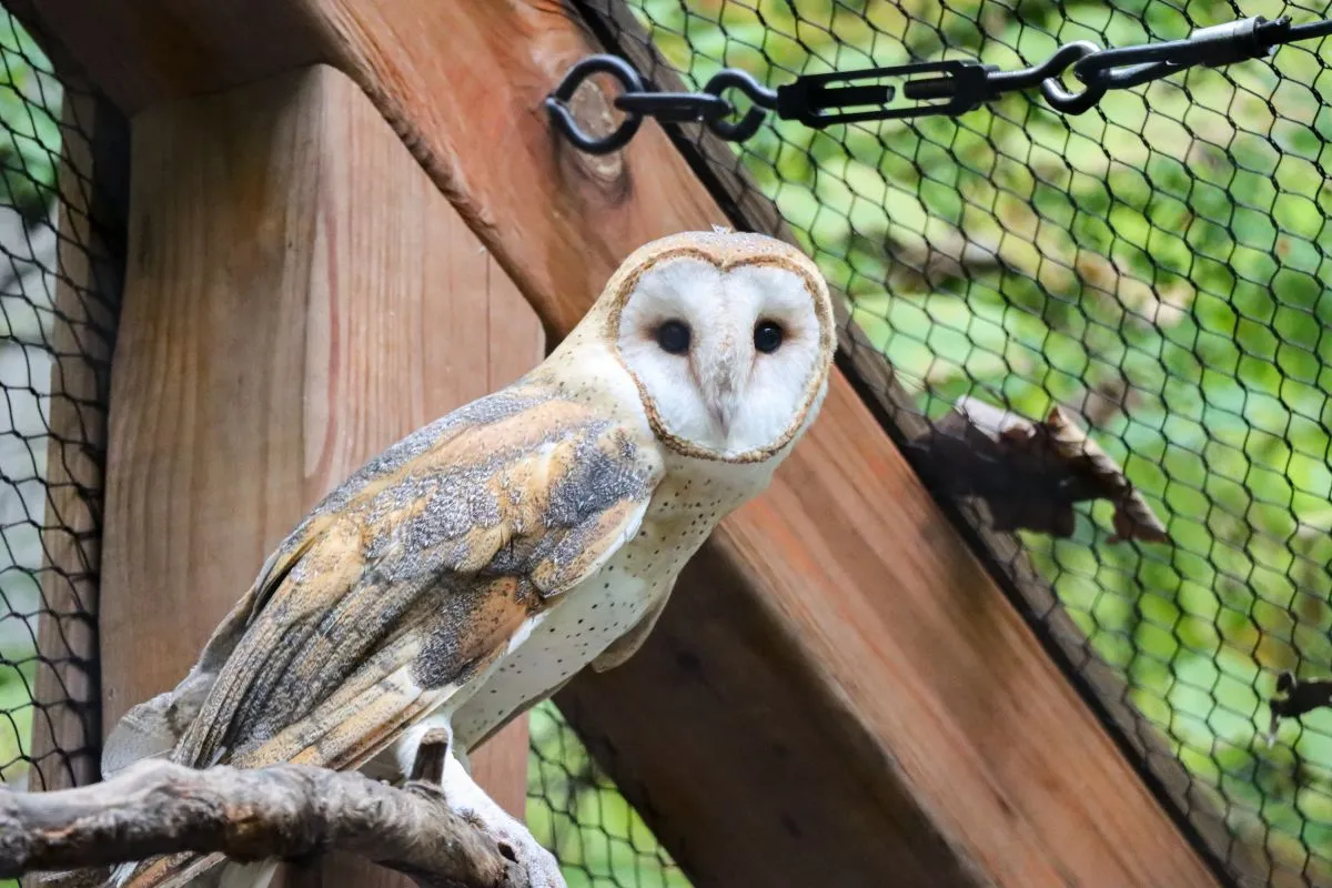 Barn Owl