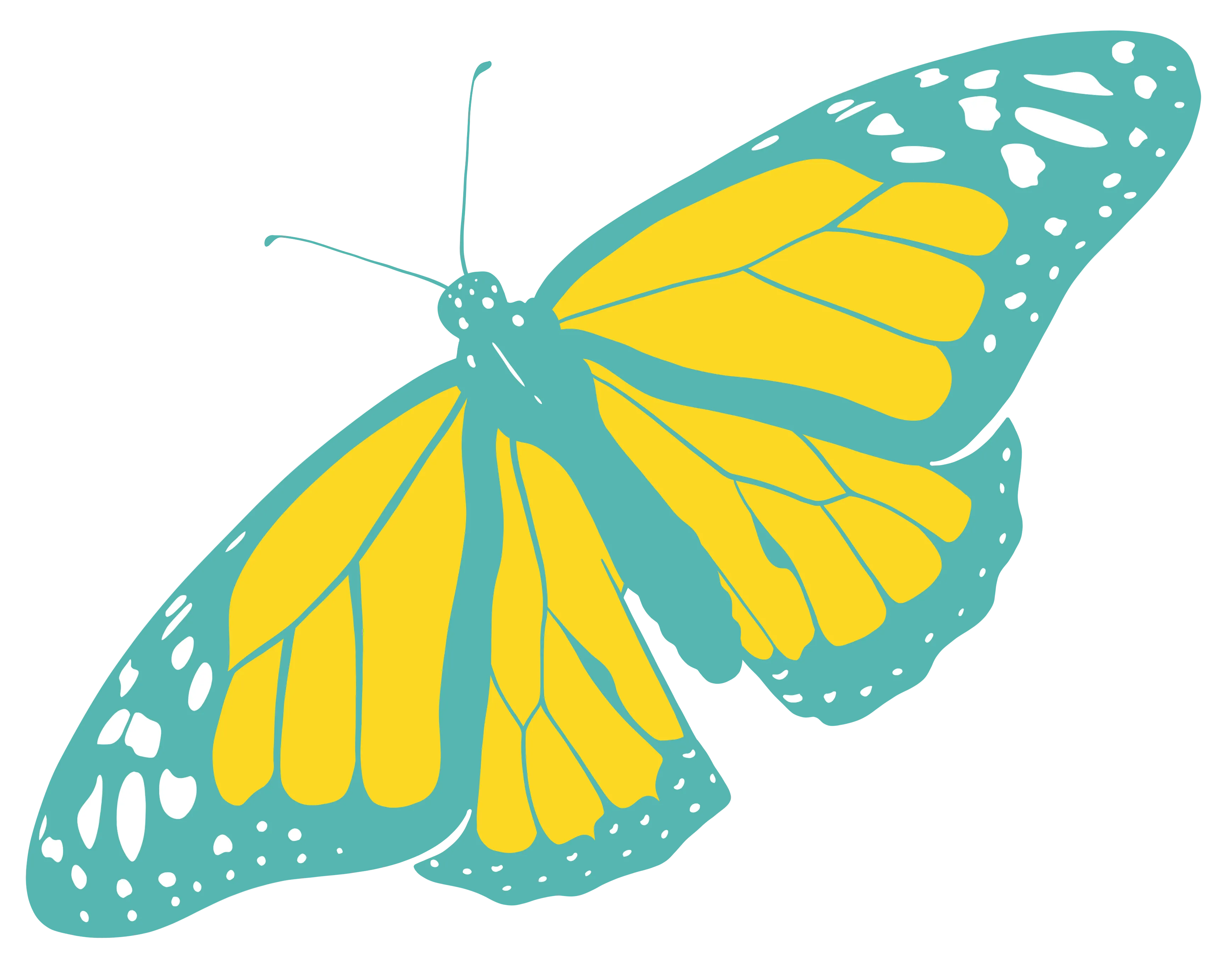 Yellow And Teal Butterfly