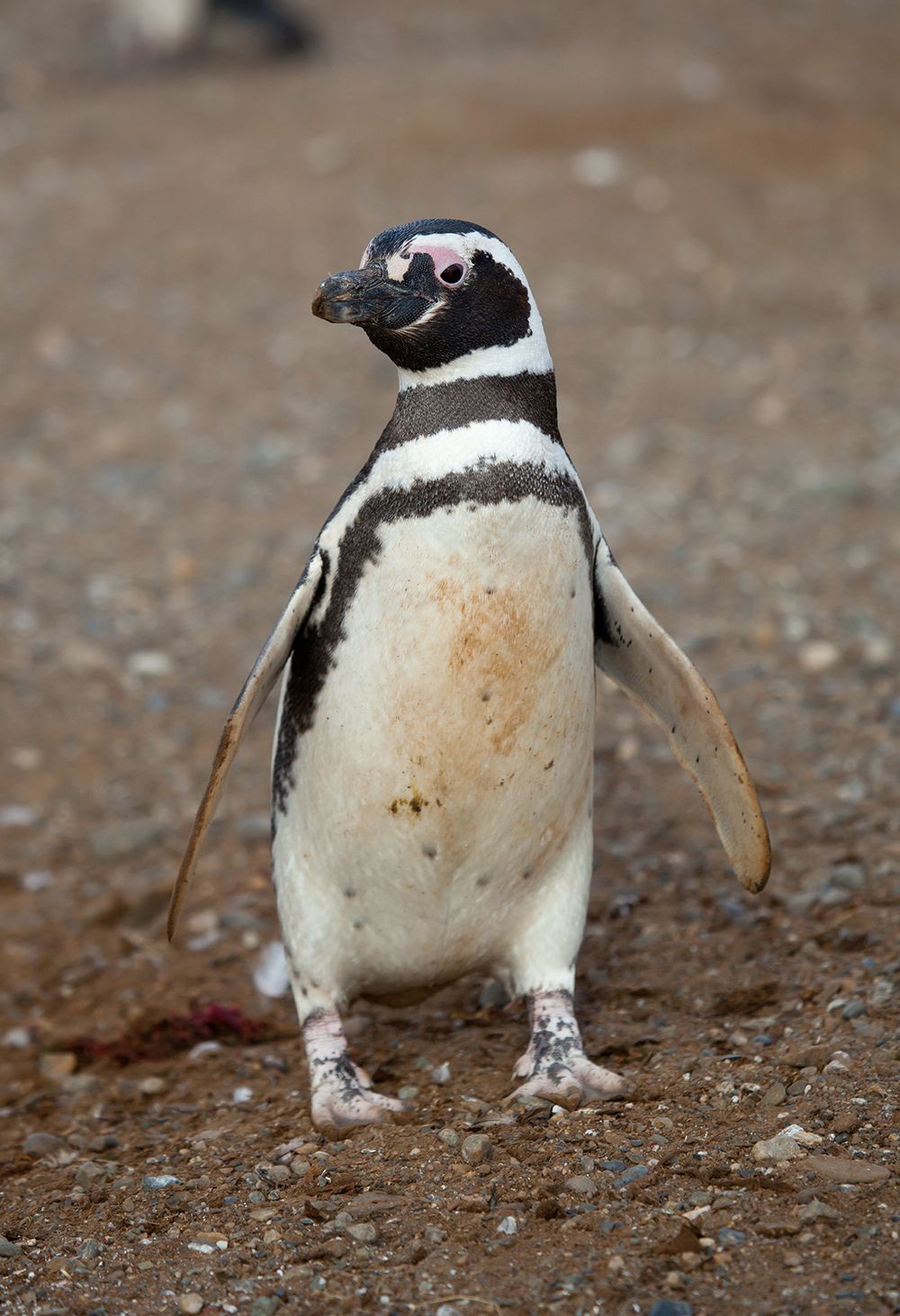 Penguineering Program Request Form | John Ball Zoo