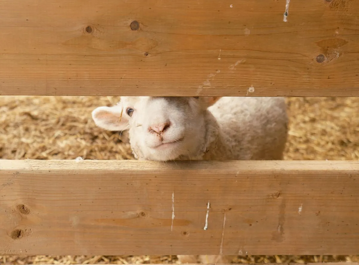 Lamb