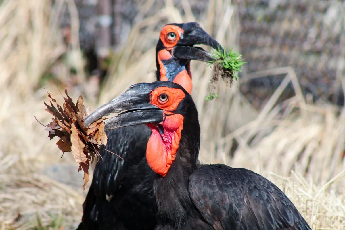 zoo presentation school