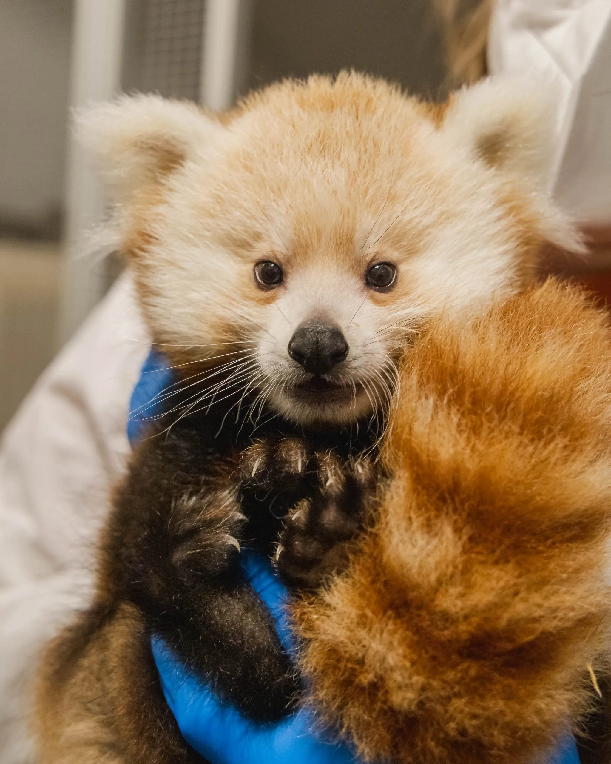 Red Panda Naming Contest 