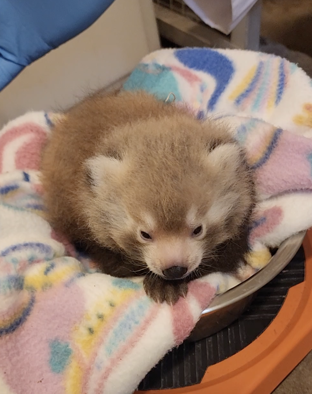 John Ball Zoo asking for help naming red panda cubs