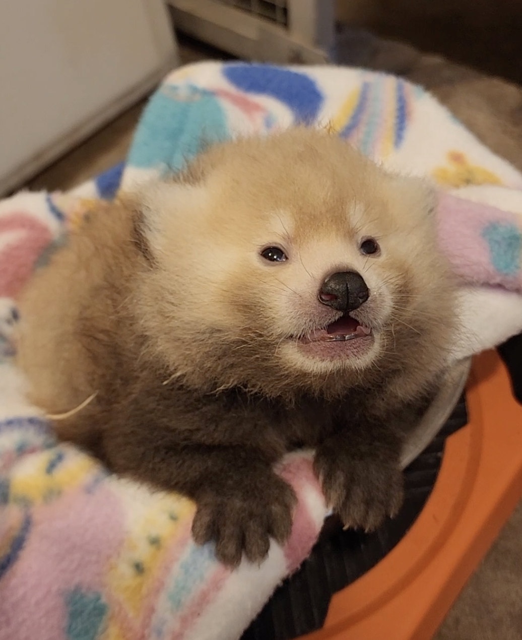 John Ball Zoo asking for help naming red panda cubs