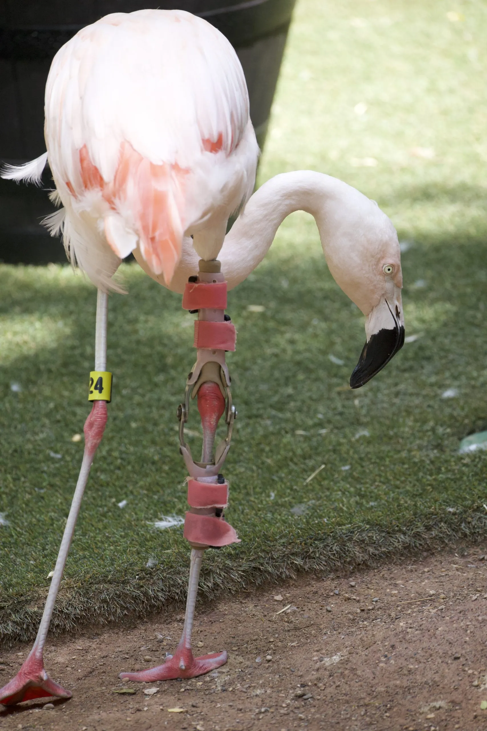 A Flamboyance Of Care: How A Flamingo Named Andes Became Grand