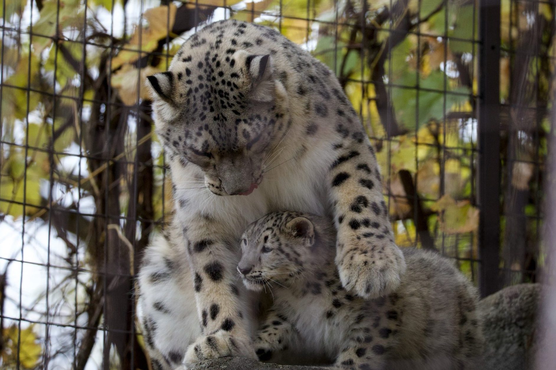 Membership | John Ball Zoo