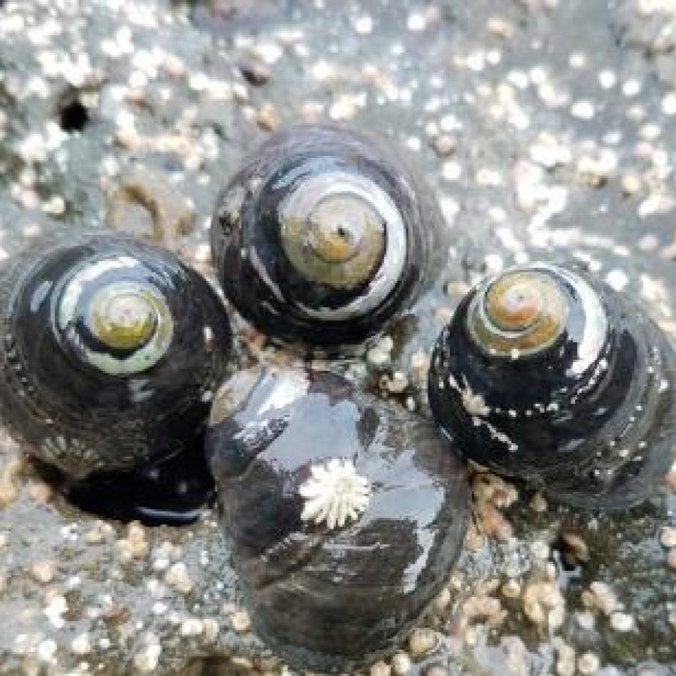 Black Turban Snails