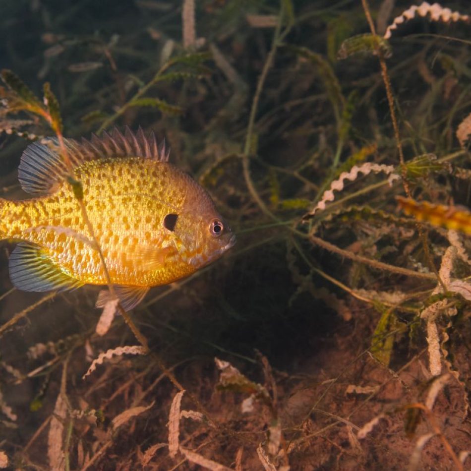Bluegill (1)