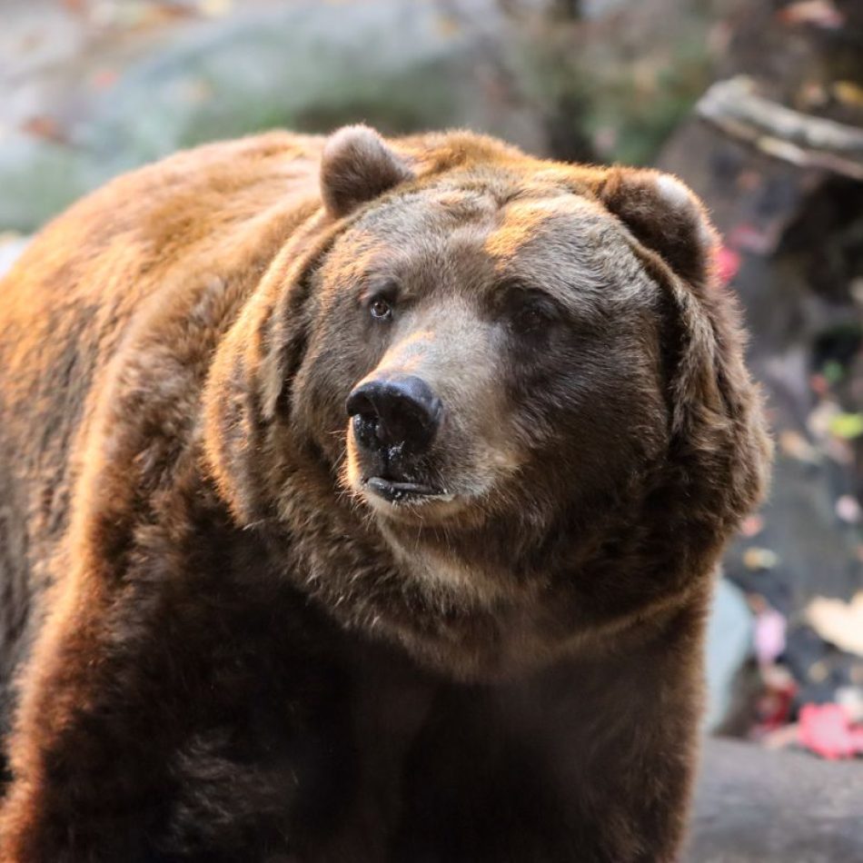 Brown Bear (1)