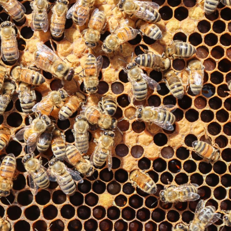 Honey Bee On Honeycomb