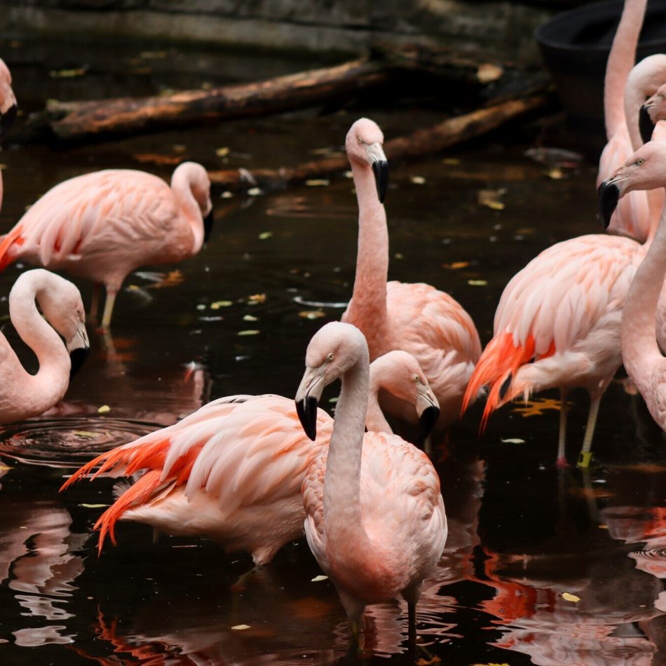 Flamingo, Chilean
