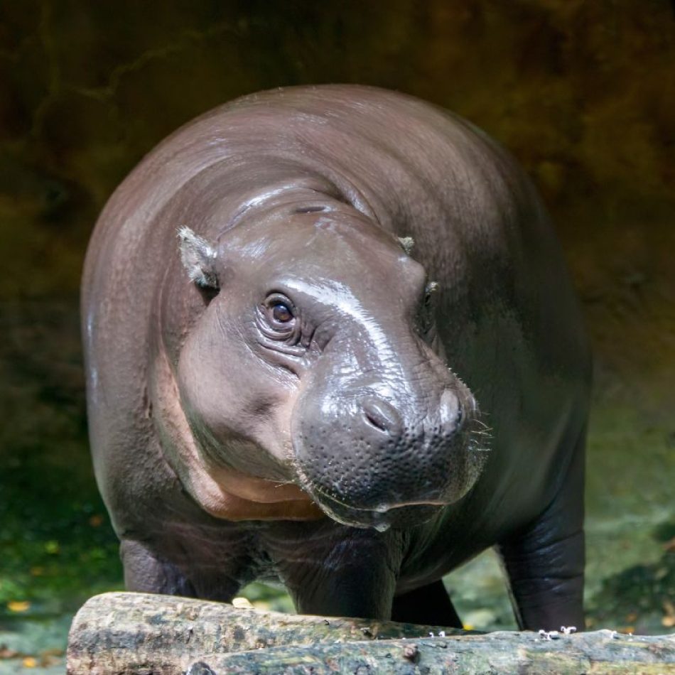 Pygmy Hippo 3