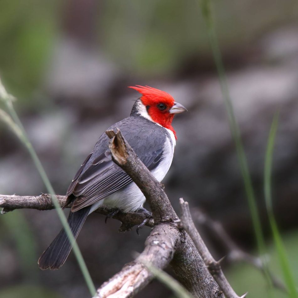 Red crested cardinal (1)