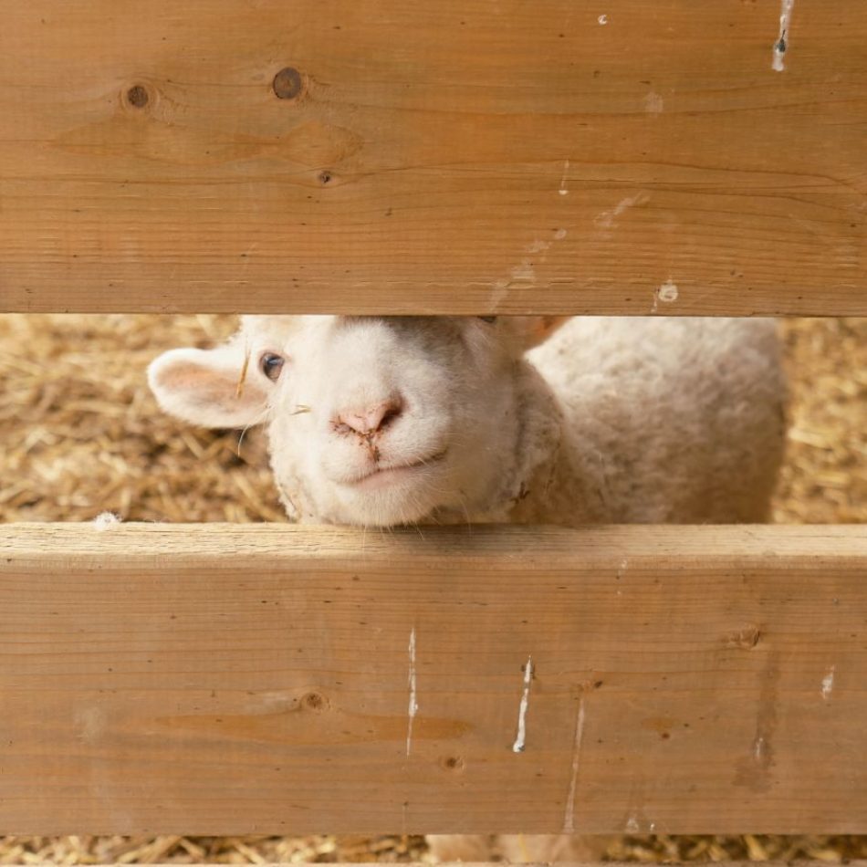 Lamb